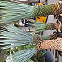 Yucca Rigida 30cm kmen, mrazuvzodrná do -15C