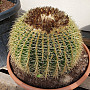 Echinocactus Grusonii - 40cm *** AKCE ***