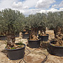 Olea Europea Bonsai - Olivovník Evropský