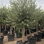 Olivovník - Olea Europaea  C35/45